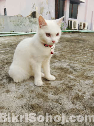 Persian mixed breed cat
